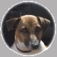 hond Bolt
